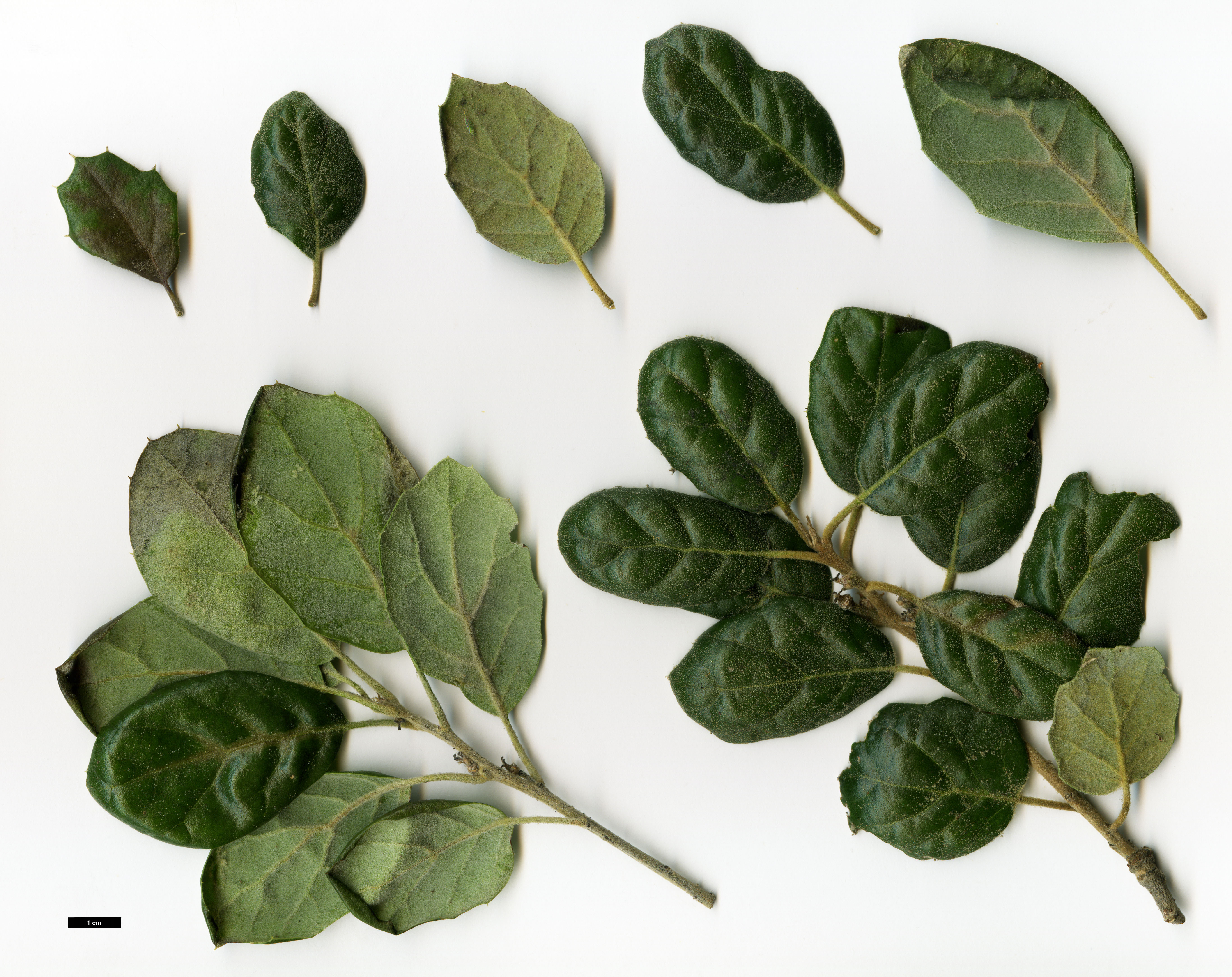 High resolution image: Family: Fagaceae - Genus: Quercus - Taxon: agrifolia - SpeciesSub: var. oxyadenia